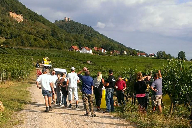 Les vendanges 2015 ont commenc|htmlentities