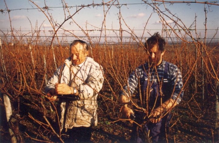 Taille de la vigne