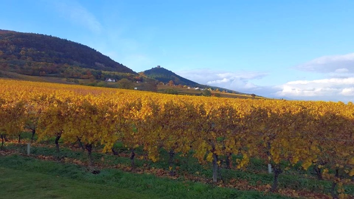 La Vigne en Habit d'Automne