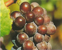 Pinot Gris